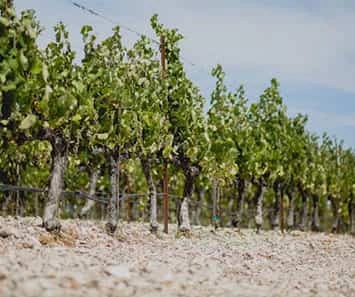 L'Aventure Winery